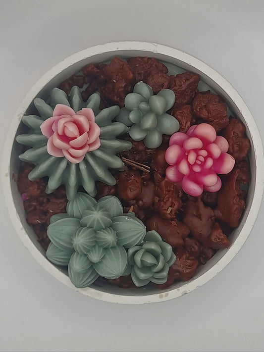 Kakteen Schale schlicht